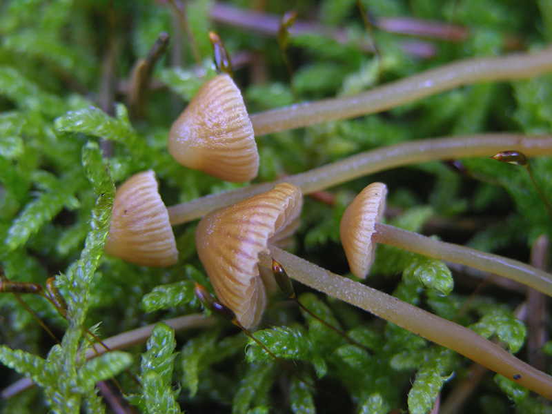 Galerina da determinare n0044(2007).